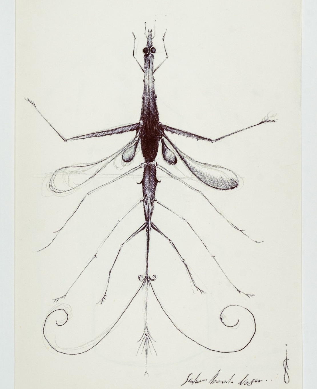 Insects 0.1