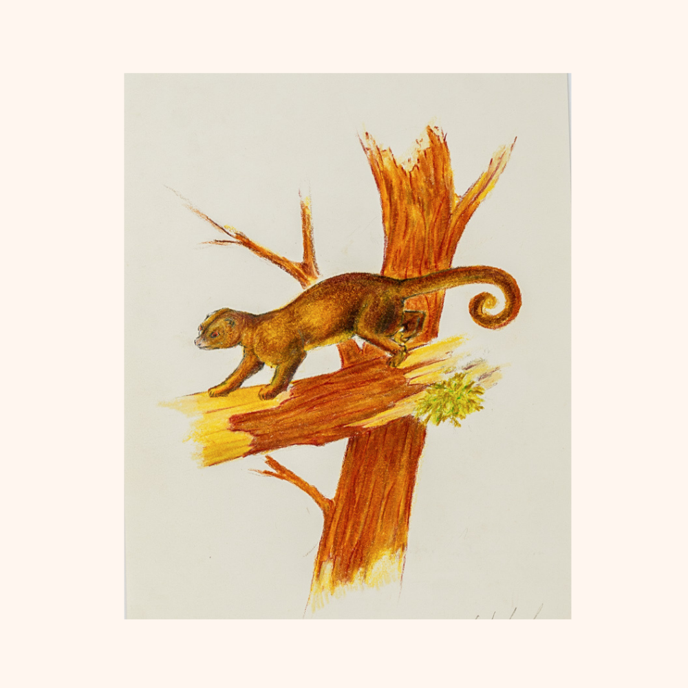 Small Bestiary — view 4